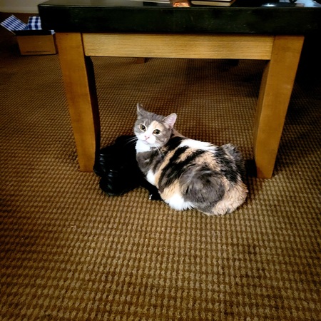 Entry image for Frankie. Clicking this image will show a larger photo