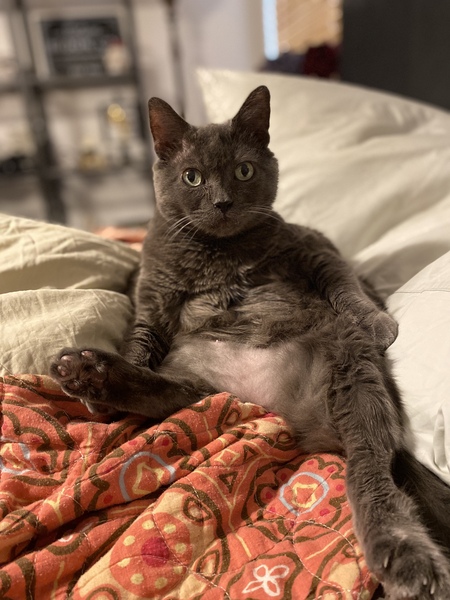 Entry image for Chonkie. Clicking this image will show a larger photo