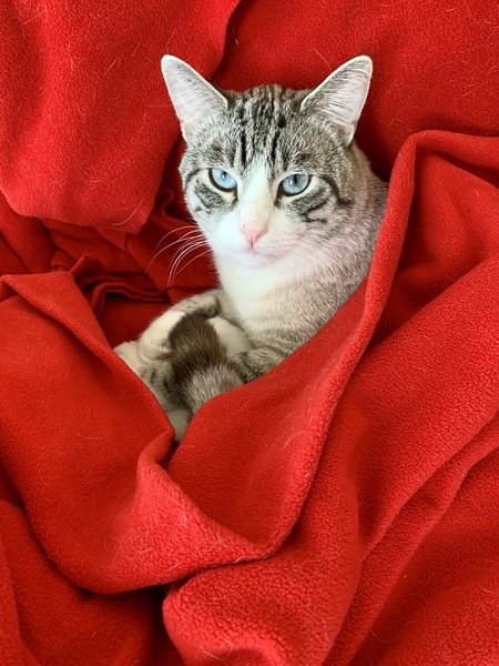 Entry image for Oliver. Clicking this image will show a larger photo