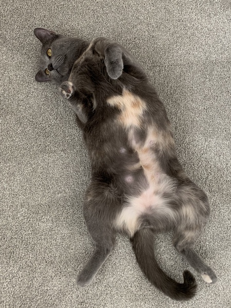 Entry image for Olive. Clicking this image will show a larger photo