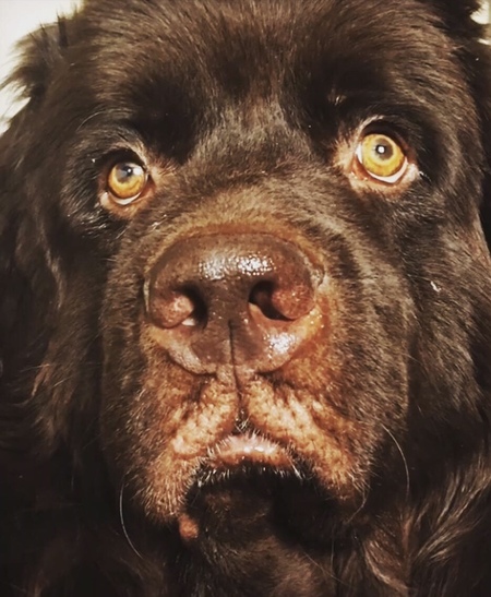 Entry image for Seamus. Clicking this image will show a larger photo