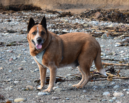 Entry image for Brewster. Clicking this image will show a larger photo