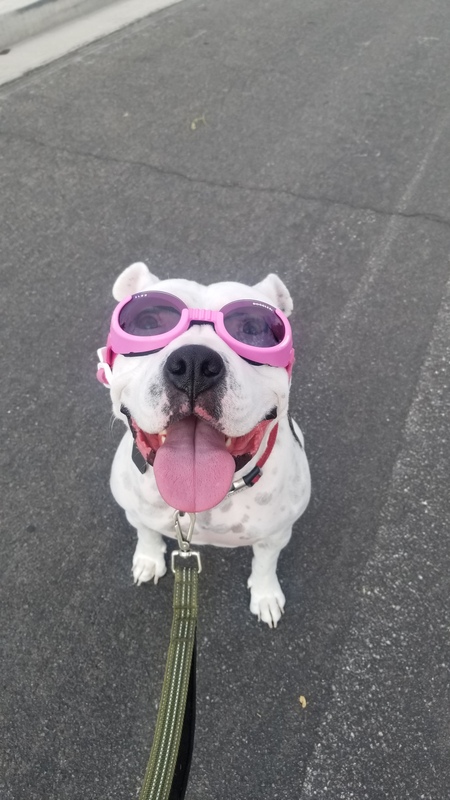 Entry image for Gracie. Clicking this image will show a larger photo