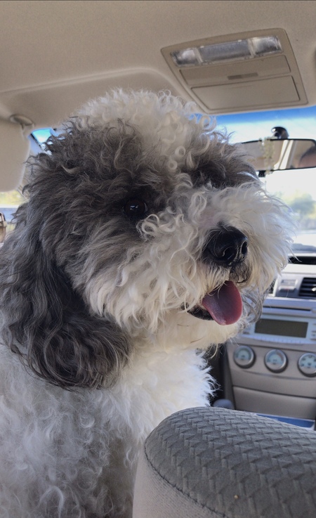 Entry image for Milo. Clicking this image will show a larger photo