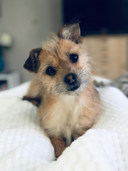 Entry image for Rosie. Clicking this image will show a larger photo