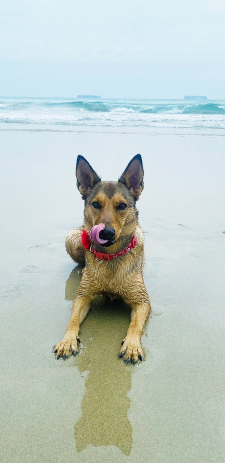 Entry image for Bella. Clicking this image will show a larger photo