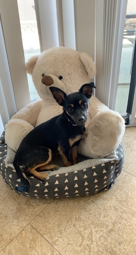 Entry image for Phoebe . Clicking this image will show a larger photo