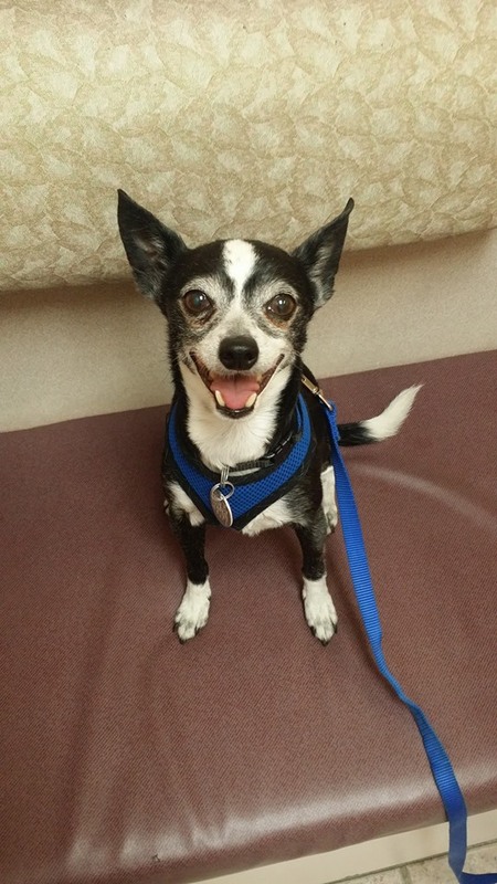 Entry image for Mickey. Clicking this image will show a larger photo