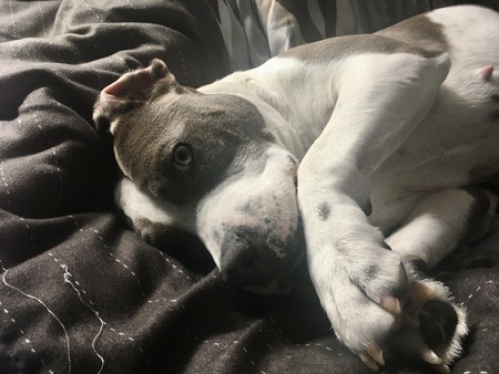 Entry image for Starry Wigglebutt. Clicking this image will show a larger photo