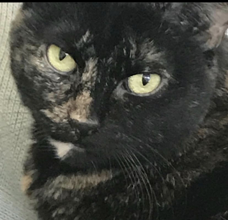 Entry image for Bella. Clicking this image will show a larger photo