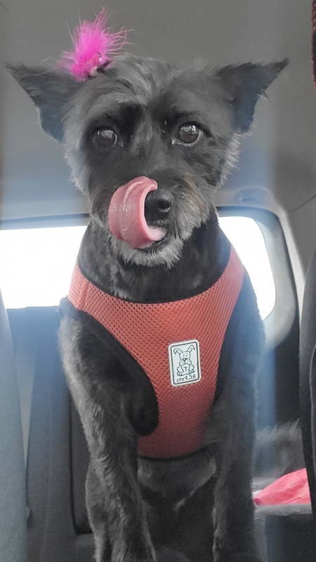 Entry image for Peaches. Clicking this image will show a larger photo