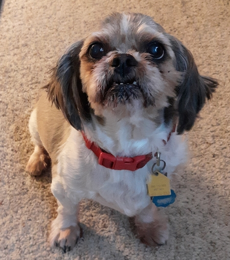 Entry image for Peppy. Clicking this image will show a larger photo