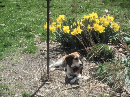 Bonnie Girl