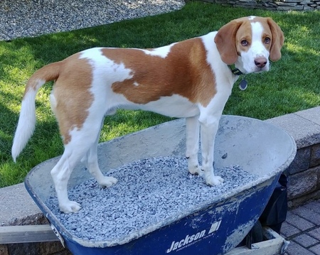 Dewey