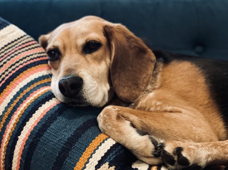 Stella
