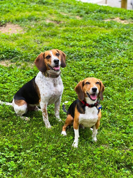 Duke & Ace