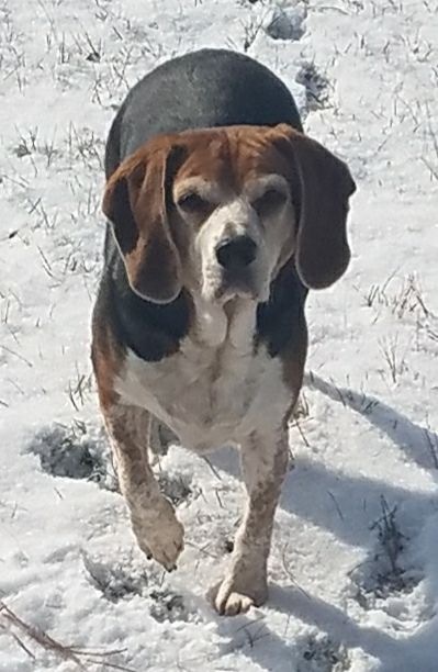 Barkley 