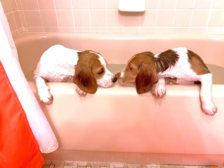 Mabel and Arlo