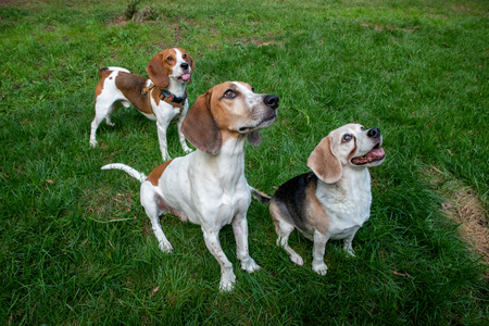 Luther, Watson, Dex
