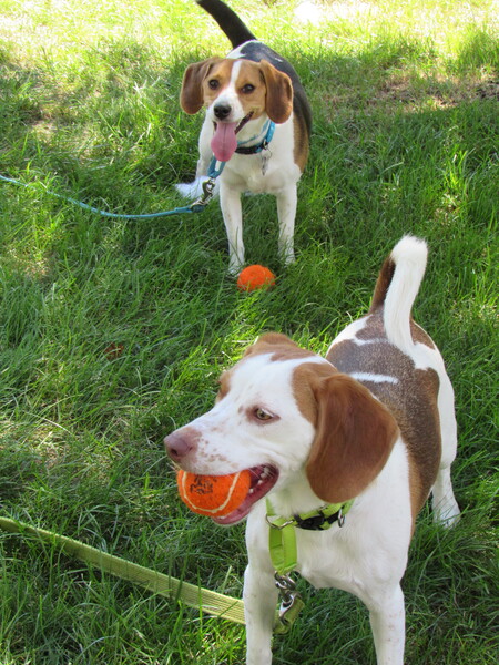 Pepper & Phoebe