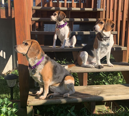 Daisy, Dixie Lou, and Bodhi