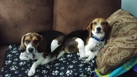 Bailey and Jax