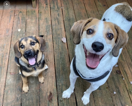 Scout and Max