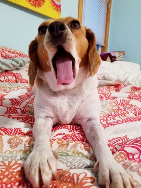 Rosie