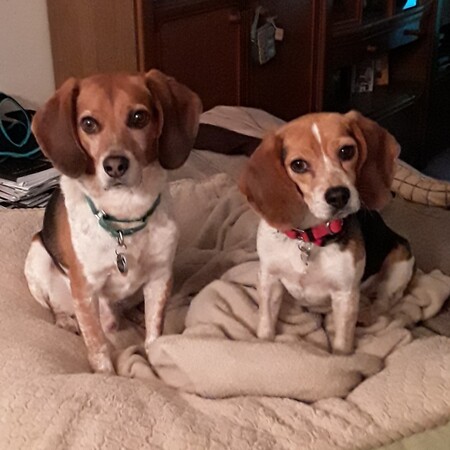 Queso and Teaka