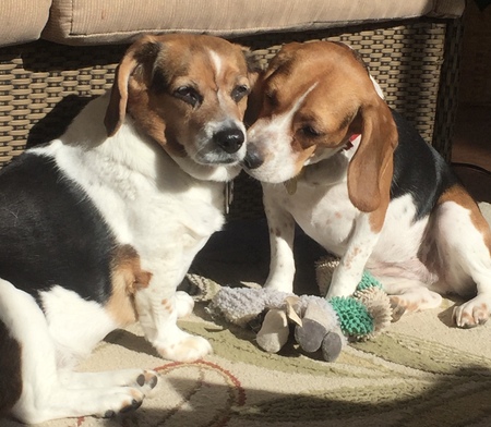 Missy (Inbox) and Molly (Beatrice)