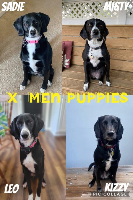 X-men puppies 