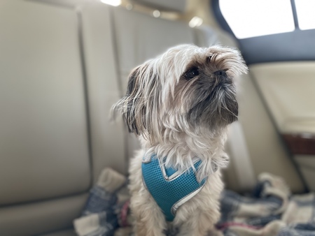 Suki