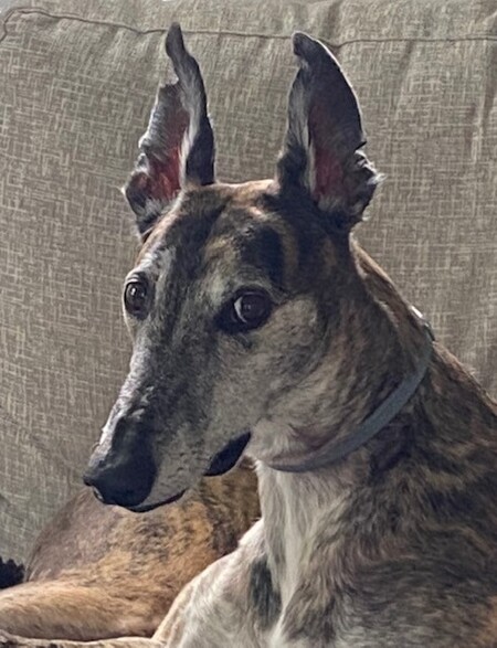Porter