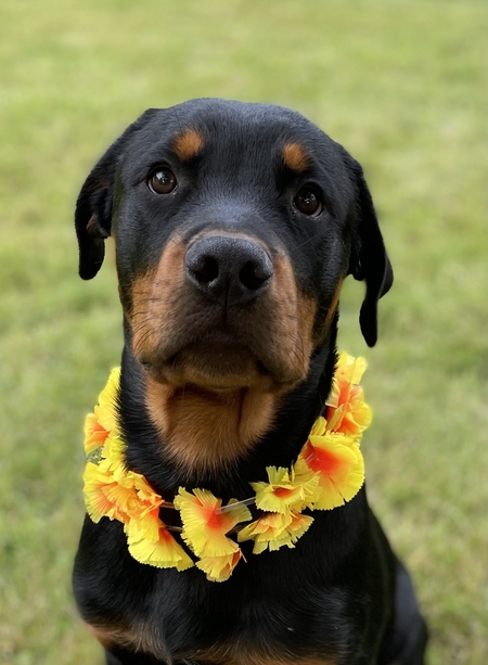 Ares