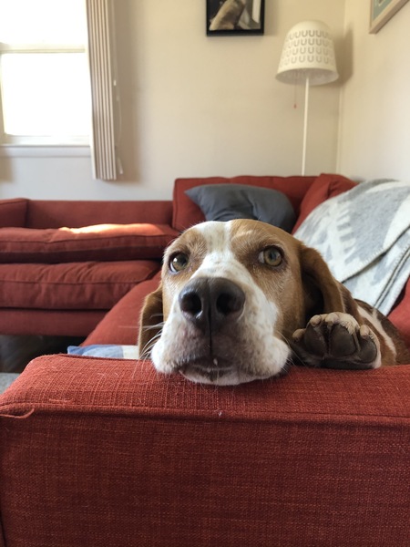 Benji