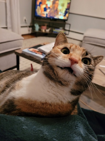 Callie