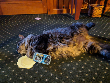 Gracie