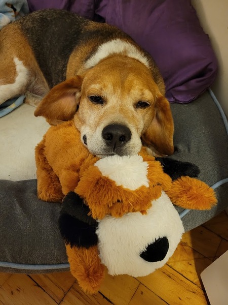 Hank