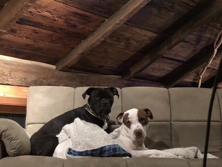 Cookie and Frankie