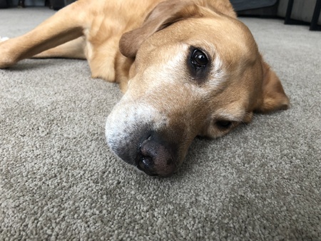 Chloe