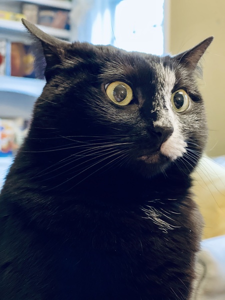 Freddy