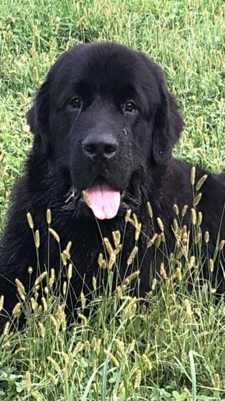 Odin