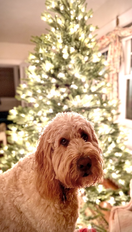 Lou