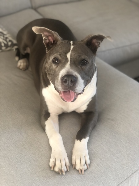 Maci