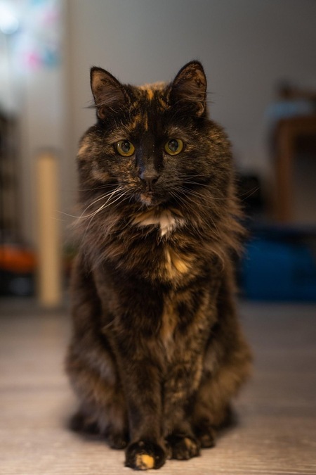 Tiger Lily