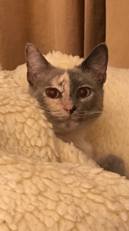 Phoebe