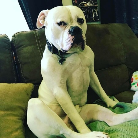 Brutus 