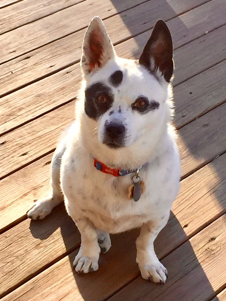 Domino