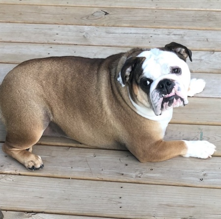 Piper