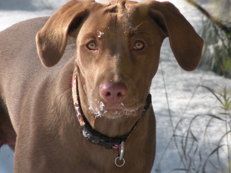 Sofie